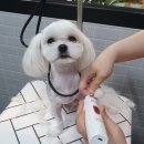 펫살롱케이 이미지