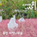 마한농장 | 서울 근교 가볼만한곳 용인 자작나무숲은 지금 할로윈과 핑크뮬리 시즌!