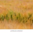 황금보리 이미지