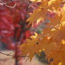 팔영산오토캠핑장 이미지