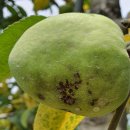 금지농약사 이미지