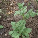 진공농장 이미지