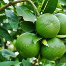 종철농장 이미지