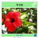 하와이꽃집 이미지