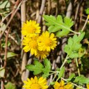 한라카포스 이미지