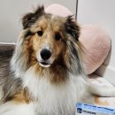 프로텍 | 모두 콘드로프로텍 강아지 고양이 관절 보조제 체험단후기