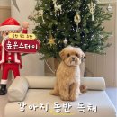 스테이 숲 | 홍천 강아지 동반 독채 숙소🐶 숲온스테이 후기🍀