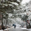 소나무를 품다 이미지