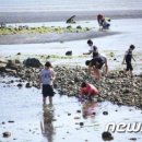 청산면 도락마을 슬로쉼터 추진협의회 | 도락마을 주변에는 청산도의 가을철 별미인 삼치회와 전 ...