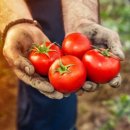 남부농산물 이미지