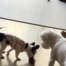 안녕하개 이미지