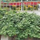 광성민박 이미지