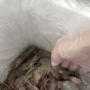 [경기광주맛집]경기광주 새우맛집 맛집추천 우리집!대하철에 생새우+소금구이 후기!!흑백요리사 따라하기😃😃