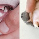 더파크동물의료센터 이미지