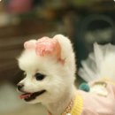 VIP동물병원 네이버블로그
