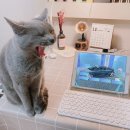 미니스톱 연대점 | 내 일상 귀여운 사진 짤모음 + 교촌치킨 주주의 신메뉴 칠리포테이토 + 포켓몬고에 미친자