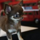 도그스퀘어 이미지