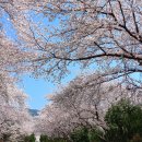 경화역 벚꽃들 이미지