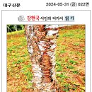 [강현국 시인의 디카시 읽기] 김계숙 시인 '상처' 이미지