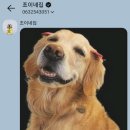 조이네집 이미지