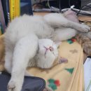 [입양홍보] 사람을 좋아하는 댕댕이 같은 고양이 "왕발이"가 아직 가족을 찾아요♥ 이미지