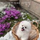 약지애견카페 서창점 이미지