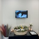 아마레펫 이미지