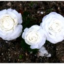 태조산 공원 이미지