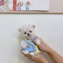 보니또따 이미지