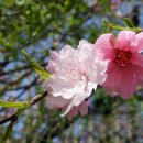 삼색 꽃이 피는 남경도화 꽃 이미지