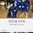 멍멍이를 부탁해 이미지