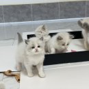 랙돌 캐터리 아이돌스(IDOLLS) 이미지