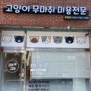 복합극 “울 줄 모르는 고양이” | 고양이 무마취 미용 고미고미 화명점 솔직후기 (부산 화명동)