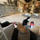 냥카페 묘연 이미지