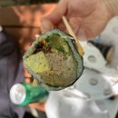 [맛집후기] 분당 서현 백나예김밥 제생병원직영점 - 메뉴 &amp; 예약 팁 및 주차정보