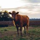 알곡한우농장 | 암소비육 기간 암송아지 육질