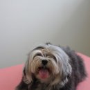 블레스펫 살롱 이미지