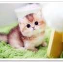 미앤멍 강아지분양 제주본점 | 화성고양이분양 먼치킨 아담스펫 (feat. 과천, 의왕, 군포, 용인, 하남, 구리)