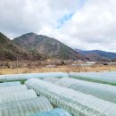 늘푸른하우스 | 양산 원동 미나리 삼겹살 맛집 , 현지인이 찾는 늘푸른 청정 미나리농원 24번집