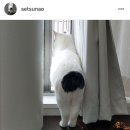 뽀시래기 이미지