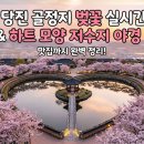 수채화 | 2026년 당진 골정지 벚꽃 실시간 개화 정보와 하트 모양 저수지 야경 명소부터 근처 맛집까지 완벽 정리