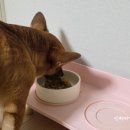 망고쿠로 이미지