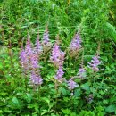 노루농장 이미지