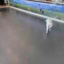 허니댕댕 이미지