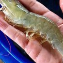 신안청정농수산