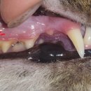 깨비동물병원 이미지