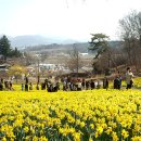 수선화 이미지