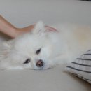 토닥토닥동물병원 이미지