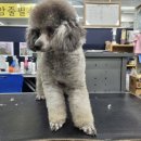 보보스퍼피 이미지