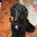 똥강아지 이미지